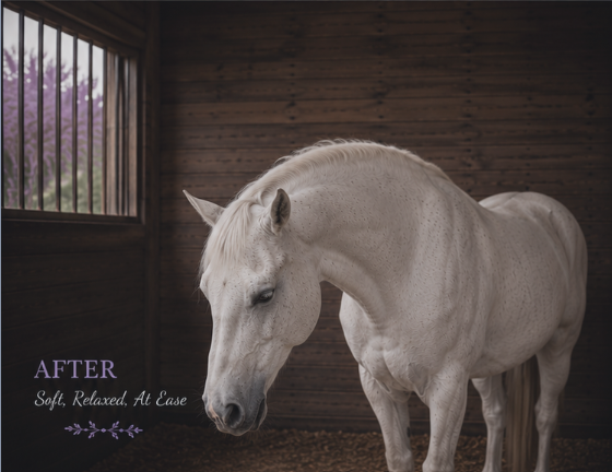 myofascial release for horses Wellington