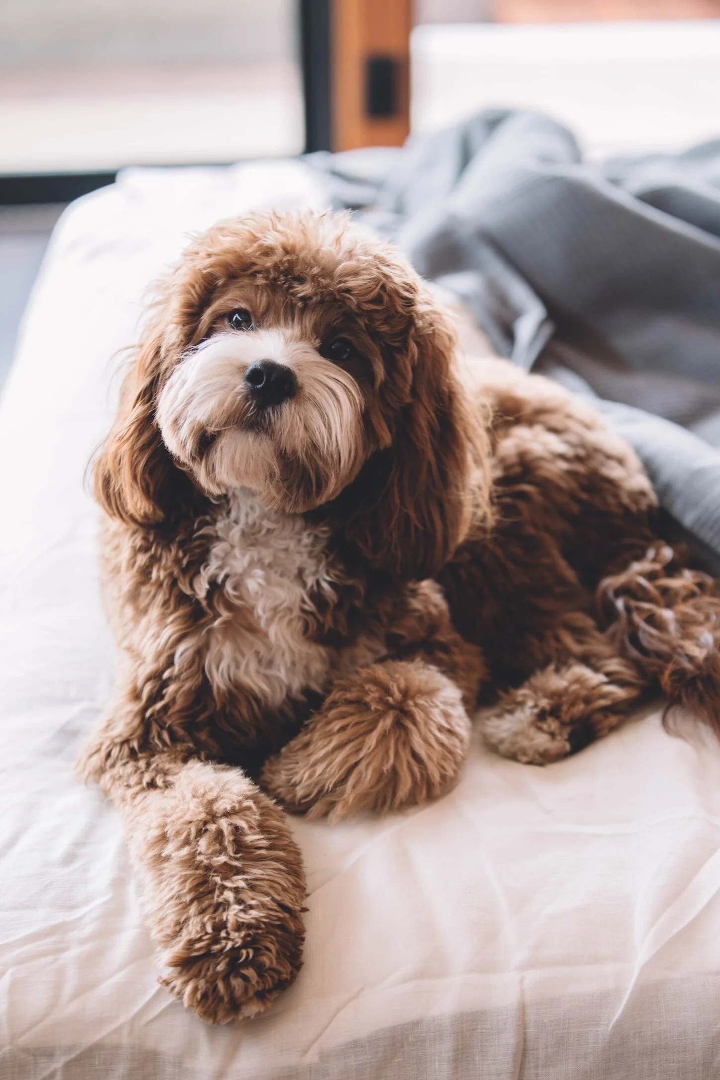 Natural Dog Health Coaching Dog Nutrition Consultant Holistic Dog Wellness Species Appropriate Dog Diet Natural Dog Health