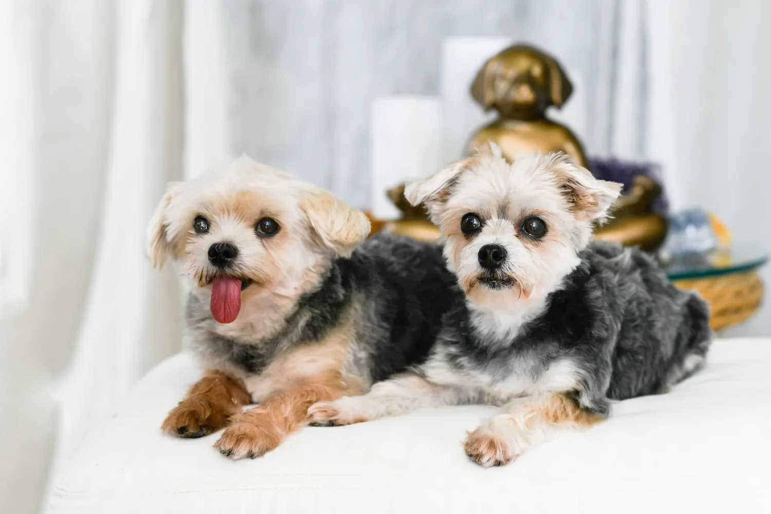 Maika and Sebastian, two beloved Morkie dogs who inspired Veronica's holistic approach to animal wellness
