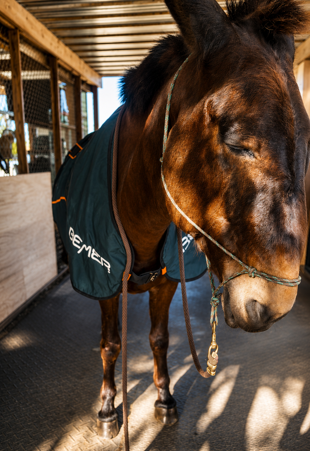 horse bodywork, reiki for horses and PEMF sessions for horses and dogs