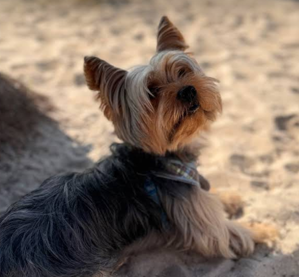 Holistic Healing Nutrition for dogs 