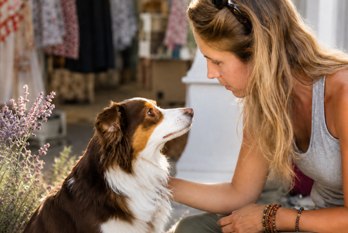 Animal communication session creating deeper understanding and connection with a dog