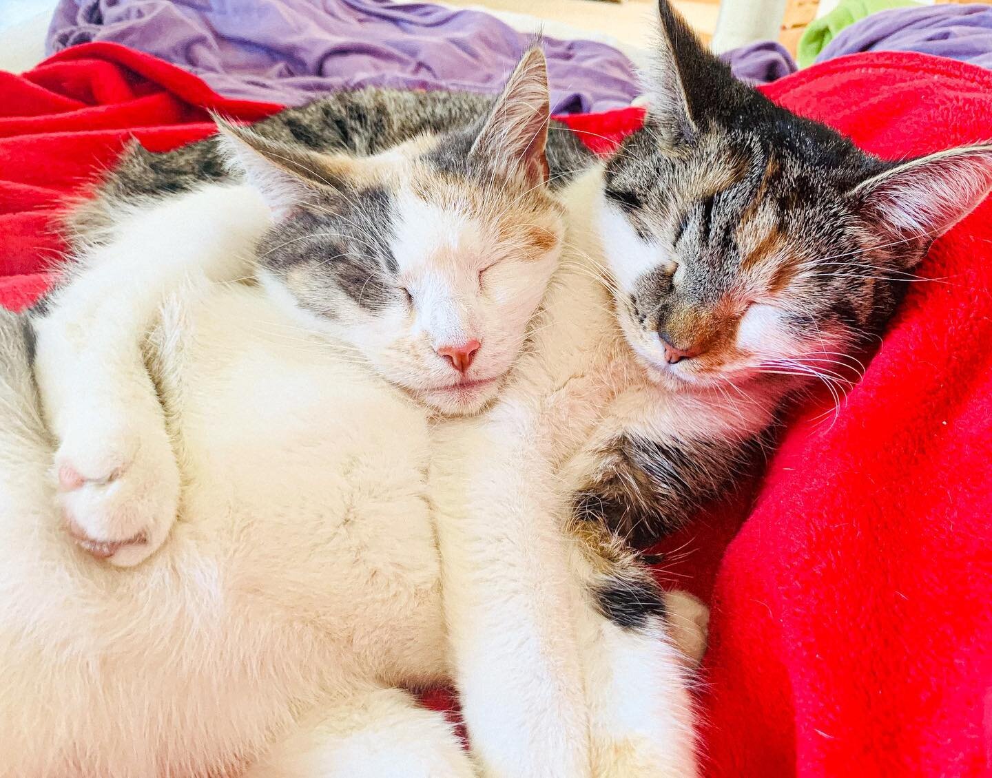 Meine Babys🐱🐱
Vor zwei Jahren haben wir uns entschieden zwei Katzen in unserem Zuhause zu begr&uuml;ssen. 

Es sind zwei Schwestern und gerade vertragen sie sich sehr gut - was nicht immer so ist😅 
Kaya und Vrillany (von l.n.r.)
- freue mich, imme