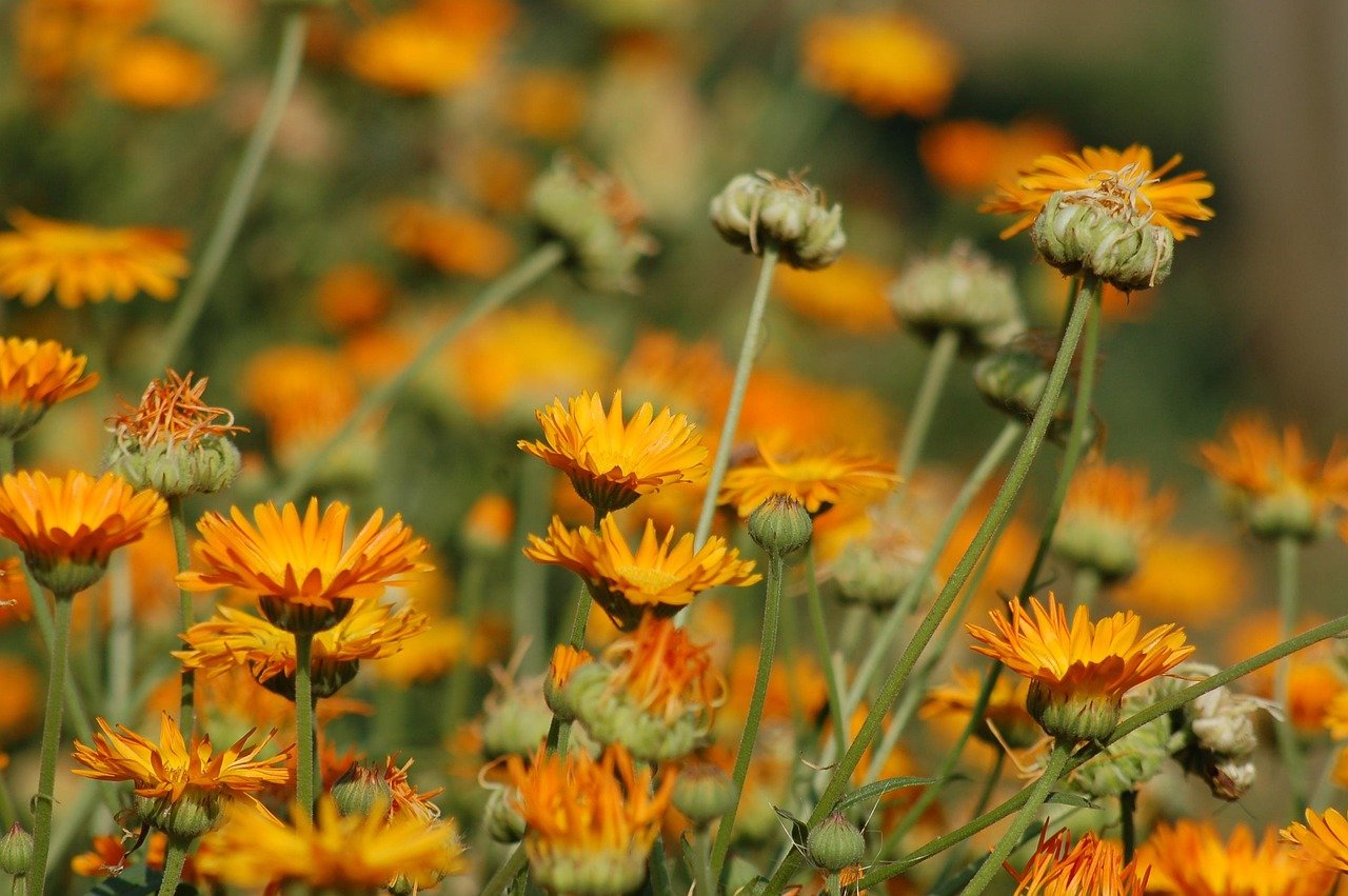 calendula.jpg