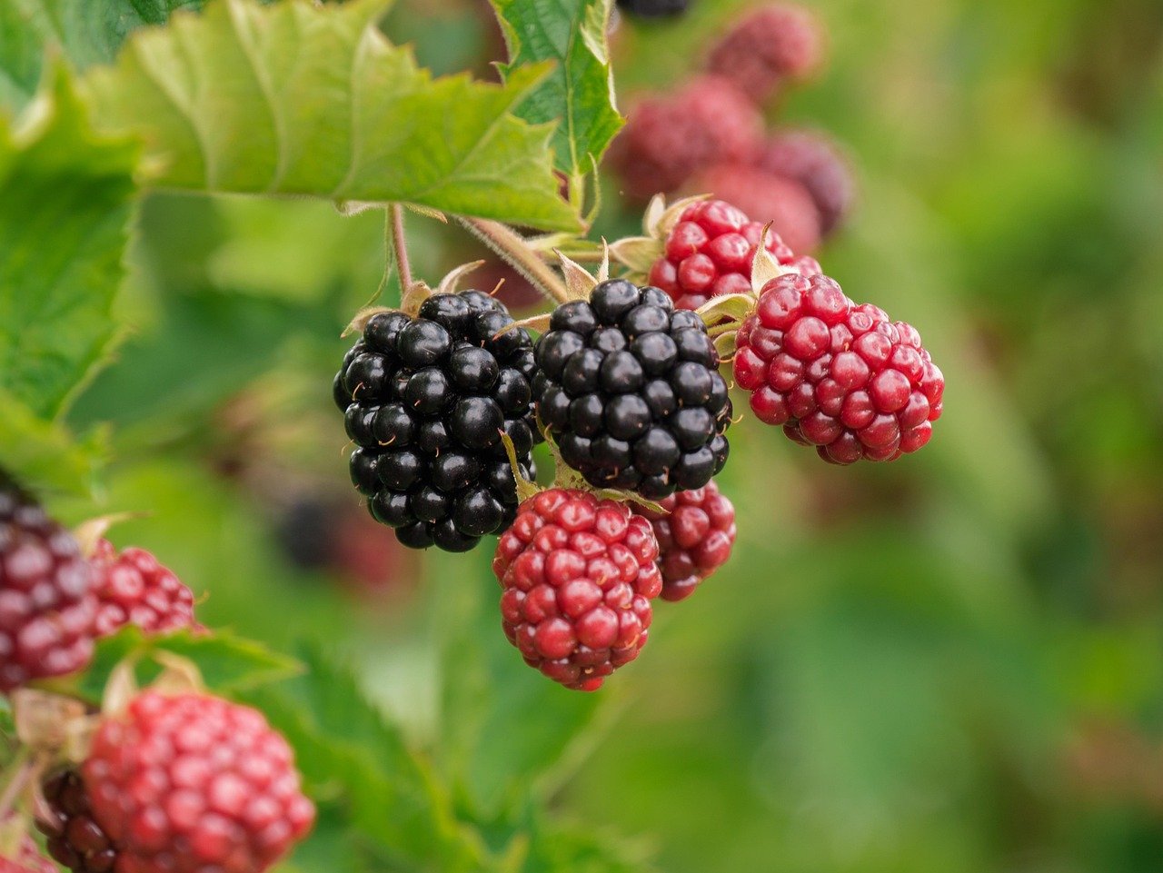 Brombeeren.jpg