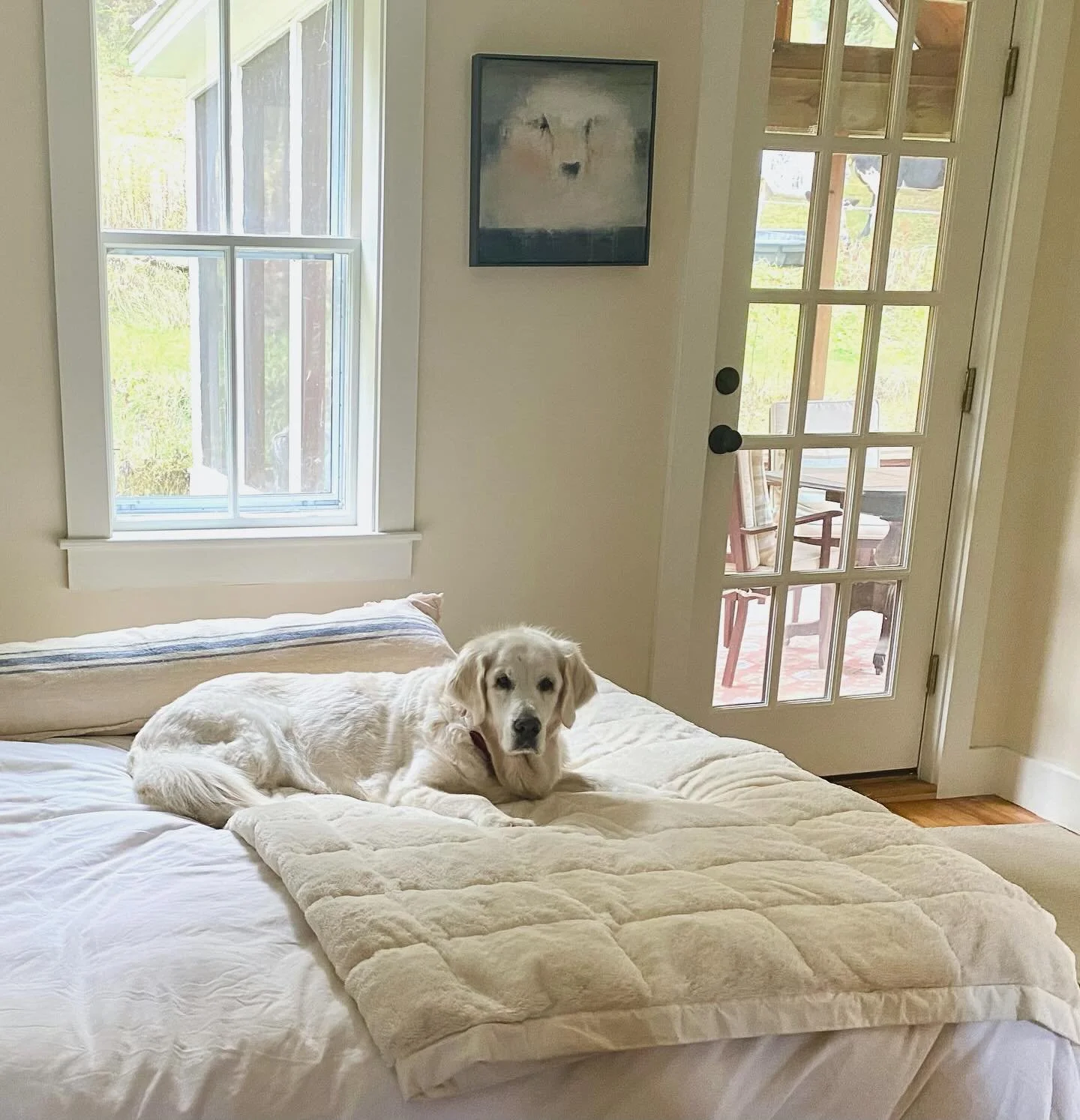 Always a nice surprise to receive an in home photo of a long ago painting from a friend. Dog and sheep happily coexisting!
.
.
.
#bellwether #dogslife #spiritanimal #wolfinsheepsclothing #mixedmediapainting #womenwhopaint #originalartwork #eastbayart