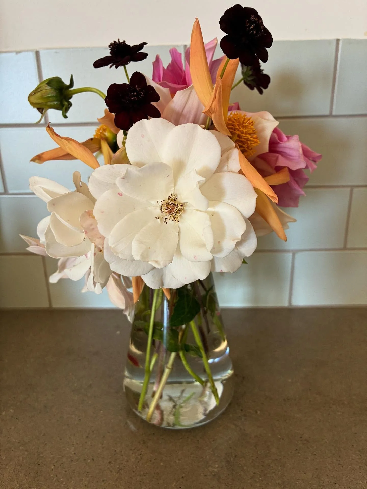 Last of the backyard beauties for the season! First rains headed to the west coast.
.
.
#dahliaseason #roses#chocolatecosmos #backyardbeauties🌷🌺🌹🌸