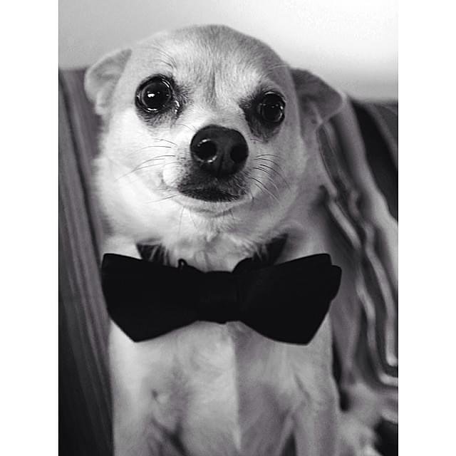 I don&rsquo;t usually post a lot about personal stuff but most of my clients and followers know Paco. Today we lost one of the greatest of all time one of the best to ever live the best boy I could have asked for. He was loved by so many people ,dogs