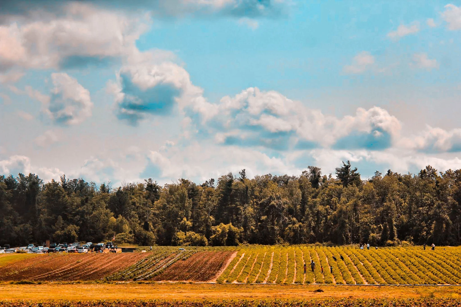 Big R' Apple Farm