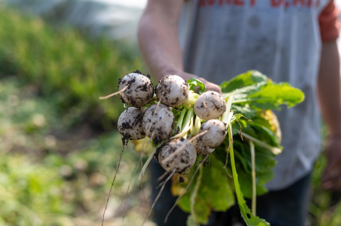 We are on major countdown to spring! Who else is starting seeds inside and getting excited to plant cool weather crops? 🥬

#bcgardening #vancouvergardening #community #plants #garden #gardening #gardener #growyourownfood #plantsmakepeoplehappy #harv