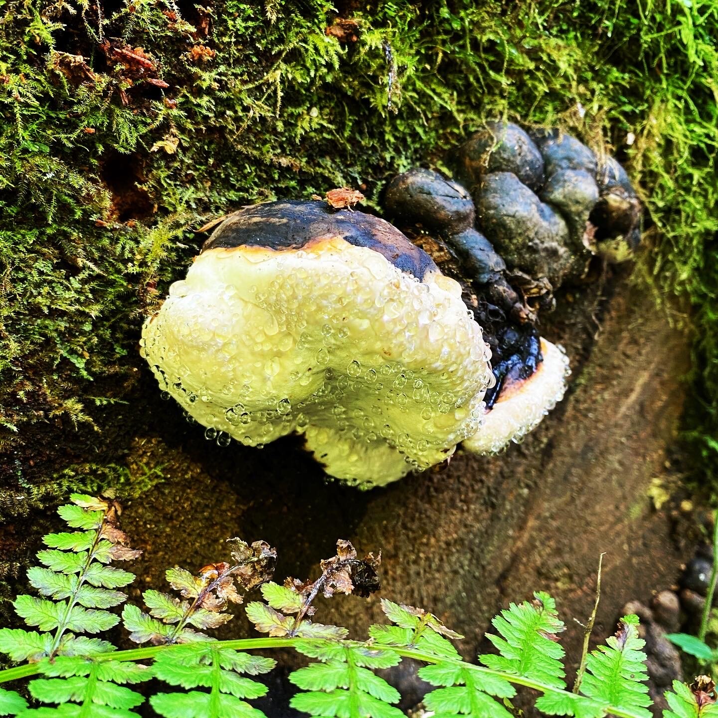 31587707-68A9-4B53-9DF9-B0B6B57D22F7.JPG