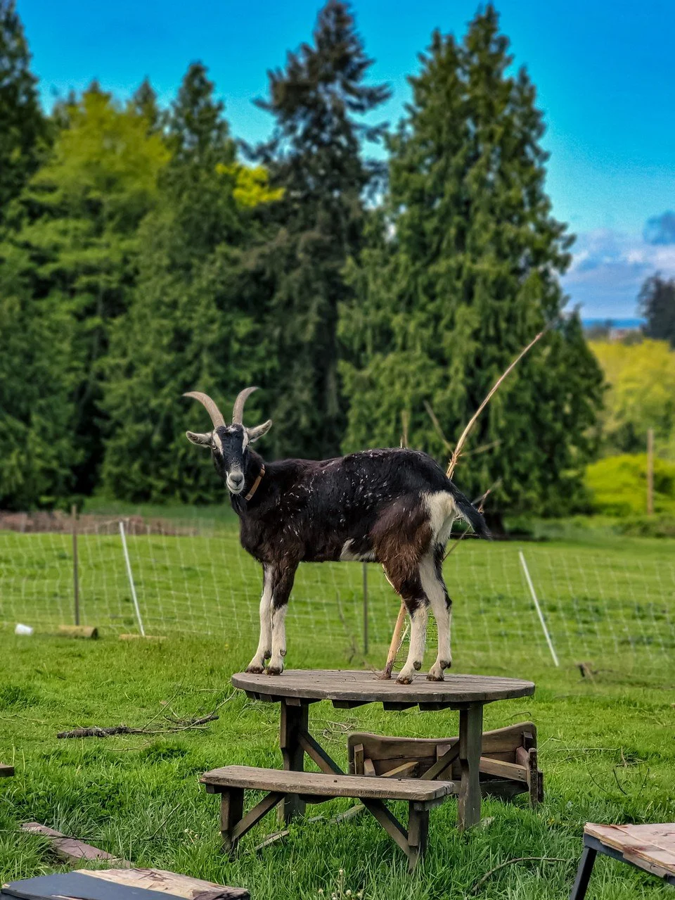 Sponsor An Animal Ballyd dean Farm Sanctuary Sponsor an animal ballyd dean farm sanctuary