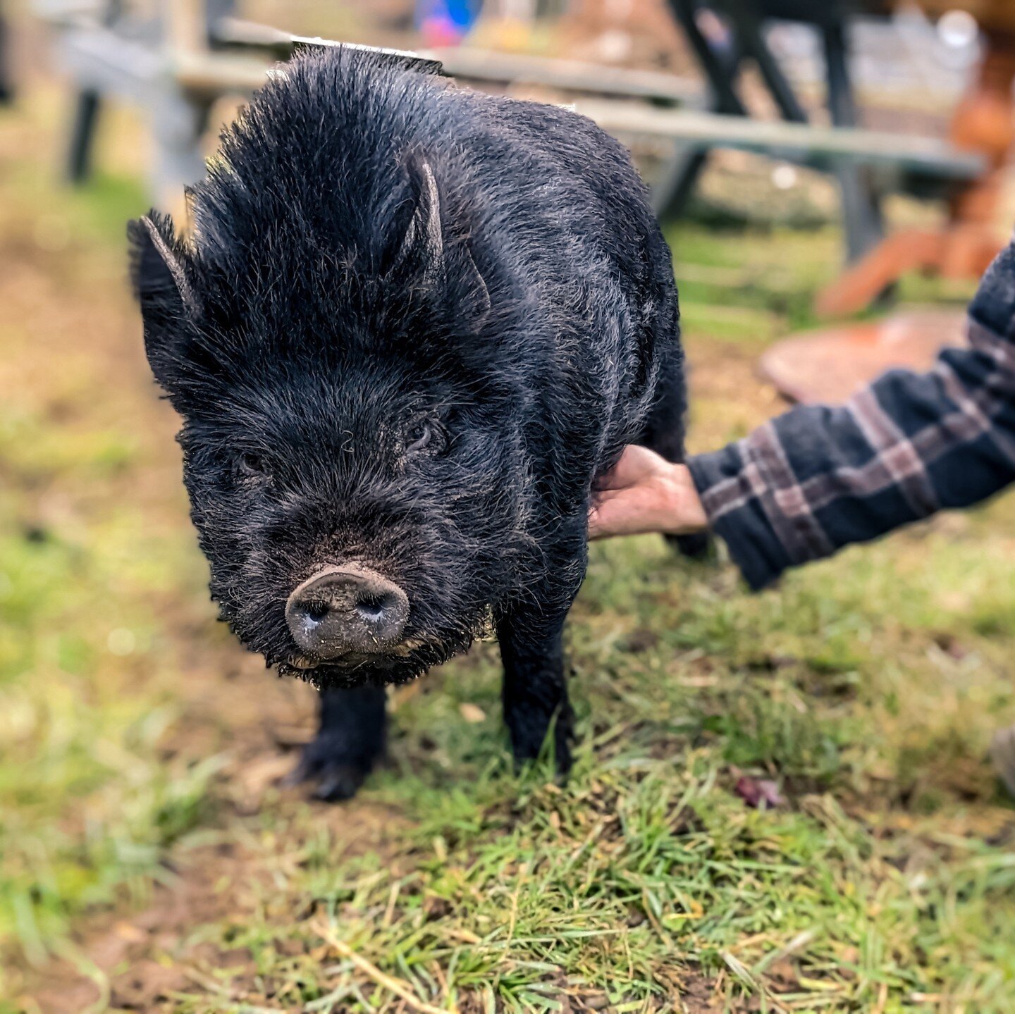It's tummy rub Tuesday! Here's Uncle Sunlight about to flop over⁠
⁠
⁠
#farmsanctuary #animalsanctuary #rescue #friendsnotfood #herewithusnotforus #govegan #goveg #vegan #veganfortheanimals #animalsofinstagram #someonenotsomething #whidbeyisland⁠
#pig