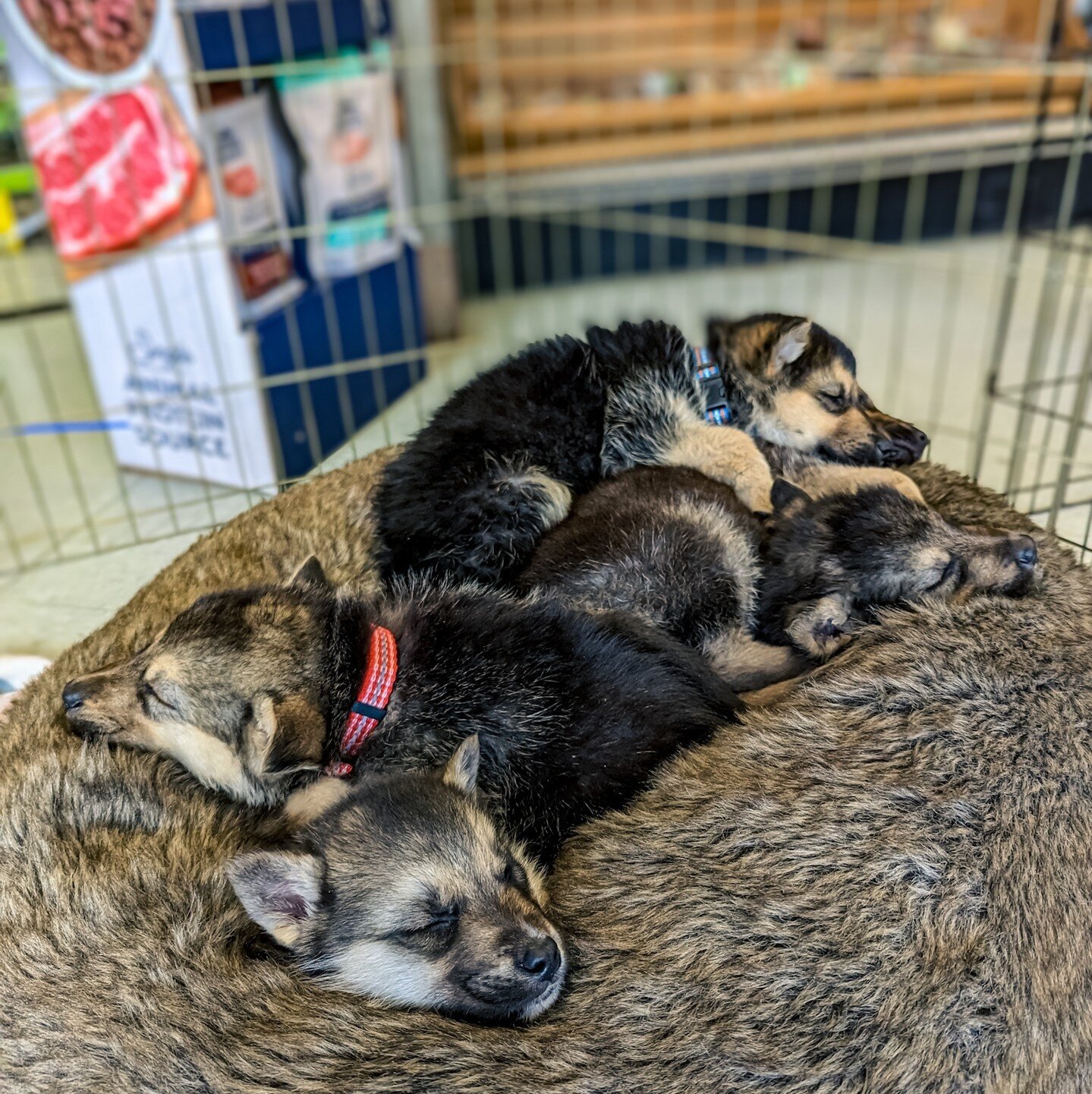 Don't have a pic of Gwen holding the German Shepard puppies at Critters &amp; Co last week because they were all sleeping in an adorable pile when we came in⁠
⁠
⁠
#farmsanctuary #animalsanctuary #rescue #friendsnotfood #herewithusnotforus #govegan #g