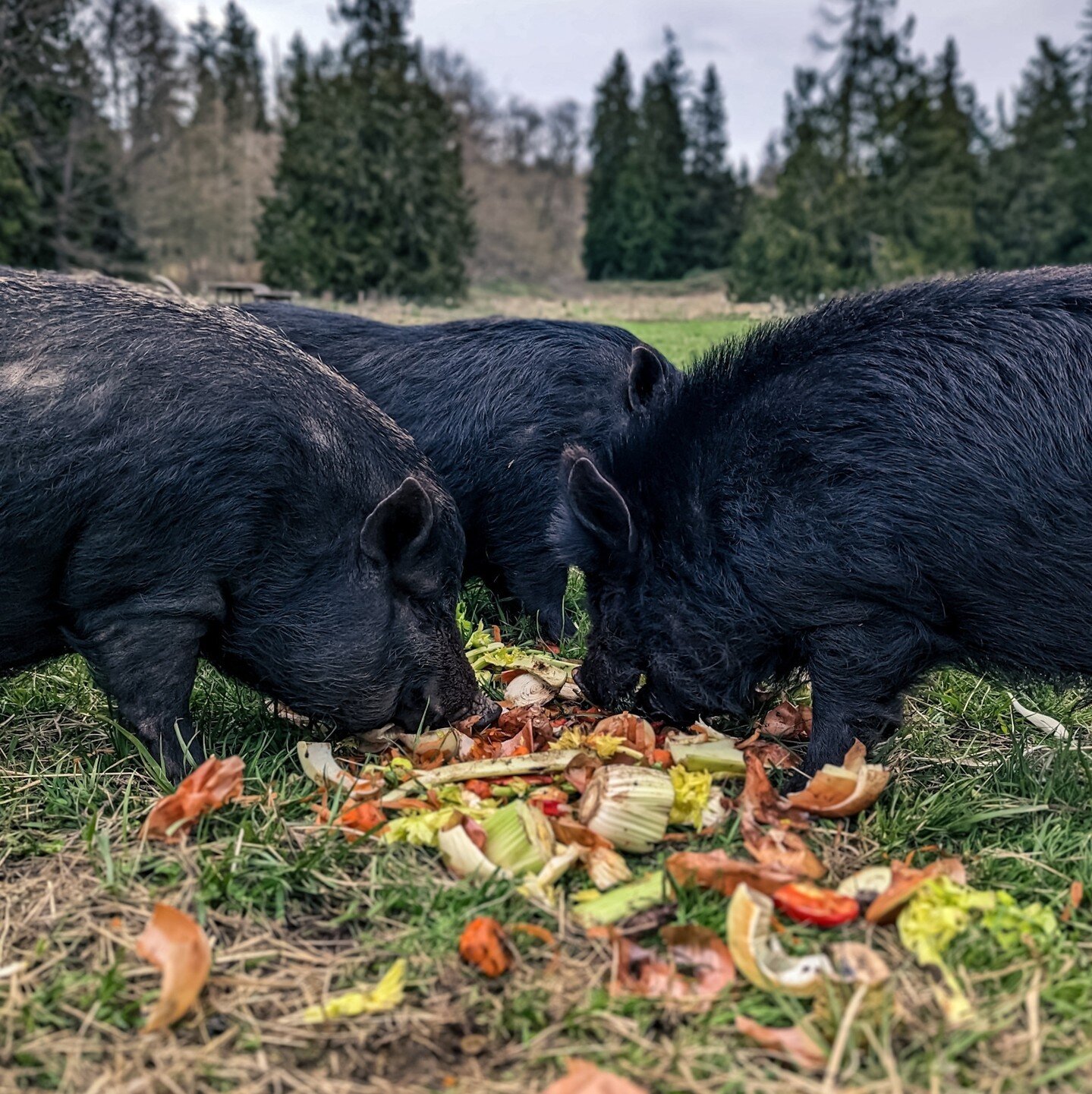 Piggy Paradise! We love Seabiscuit veggie donation day 💚⁠
⁠
⁠
#farmsanctuary #animalsanctuary #rescue #friendsnotfood #herewithusnotforus #govegan #goveg #vegan #veganfortheanimals #animalsofinstagram #someonenotsomething #whidbeyisland⁠
#pigs #pigs
