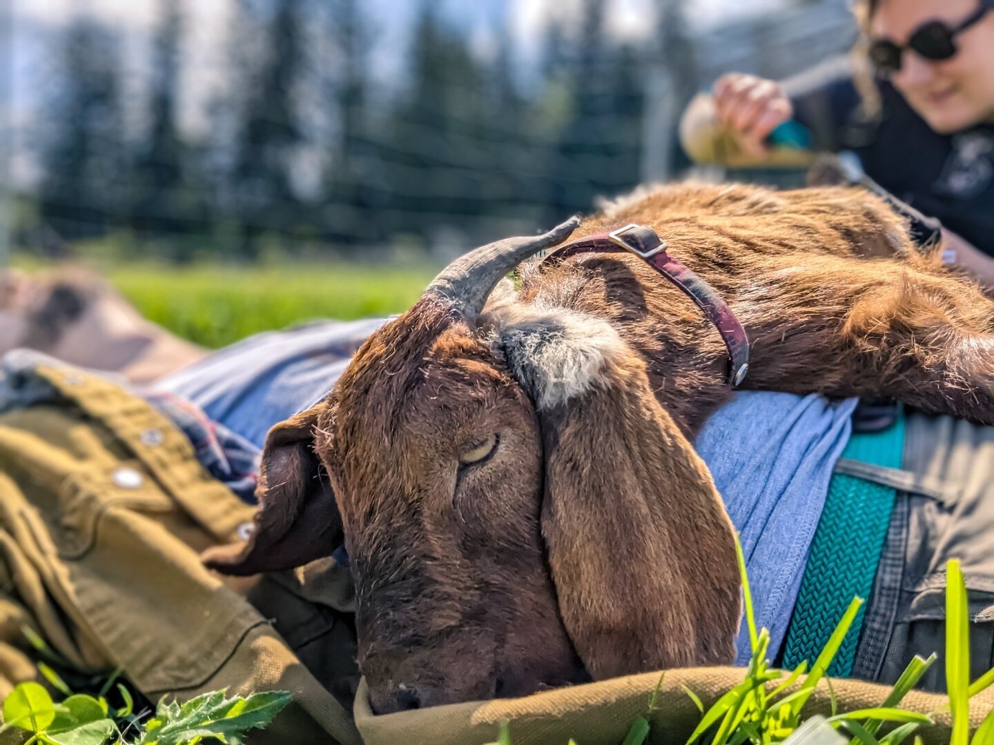 Some goats need to be restrained when they are getting their hooves trimmed, Peter just needs someone to cuddle with. Who do you think is working harder, me or Sarah?⁠
⁠
⁠
#farmsanctuary #animalsanctuary #rescue #friendsnotfood #herewithusnotforus #g