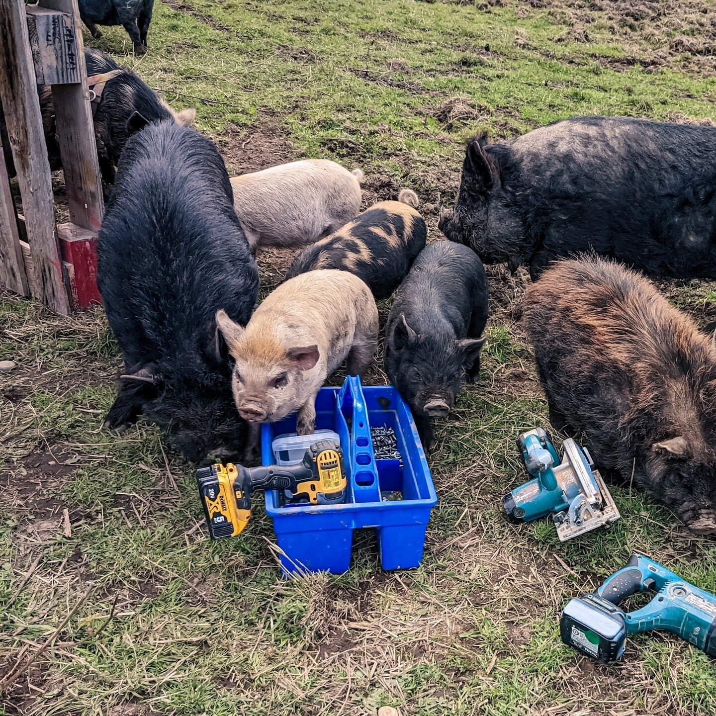 We are decidedly over capacity on pigs so Mack and Sarah built a couple new shelters with donated pallets and extra roofing from our barn. Obviously the piggies were very helpful with that project.⁠
⁠
⁠
#farmsanctuary #animalsanctuary #rescue #friend