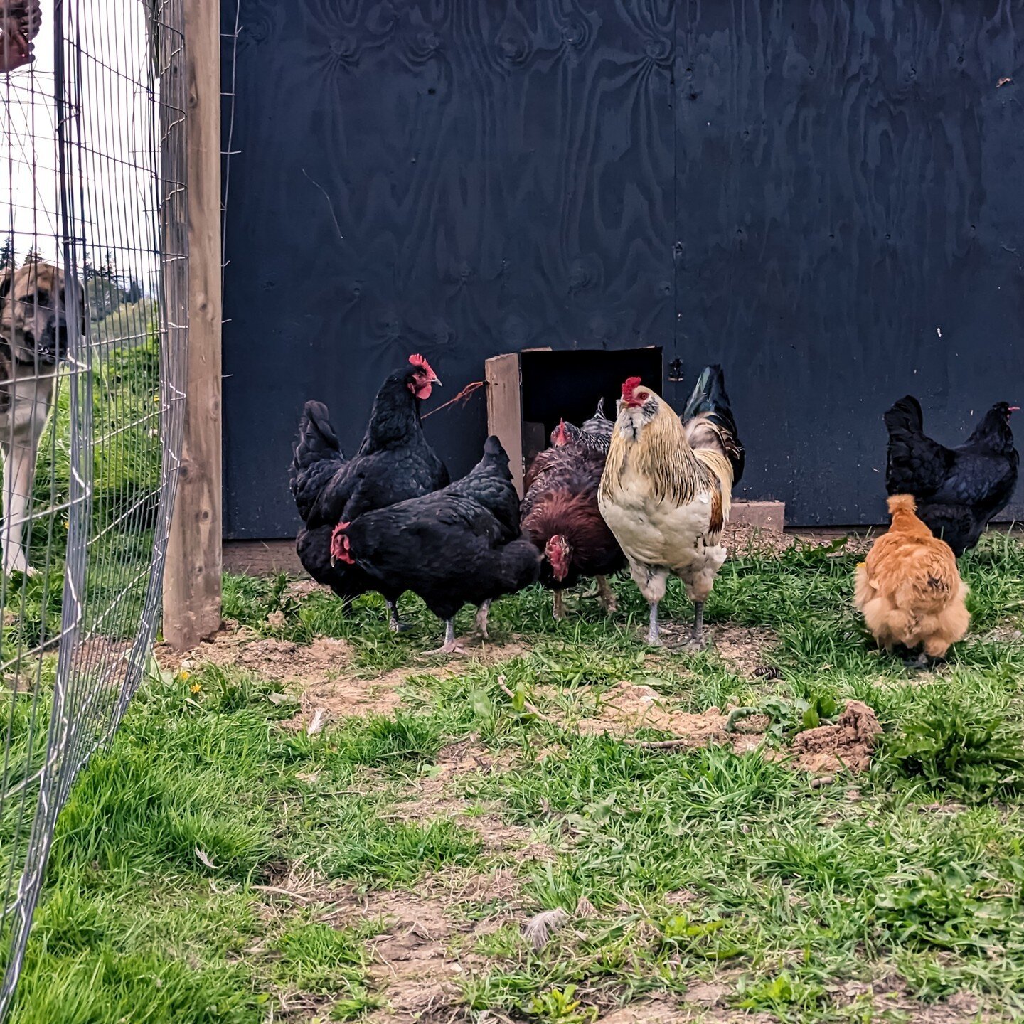 The flock from Fort Olsen has officially been moved up to the new &quot;Casita&quot; coop. They're loving the new space although we're not loving that we have to walk out kitchen scraps out to them instead of just dumping them off the edge of the dec