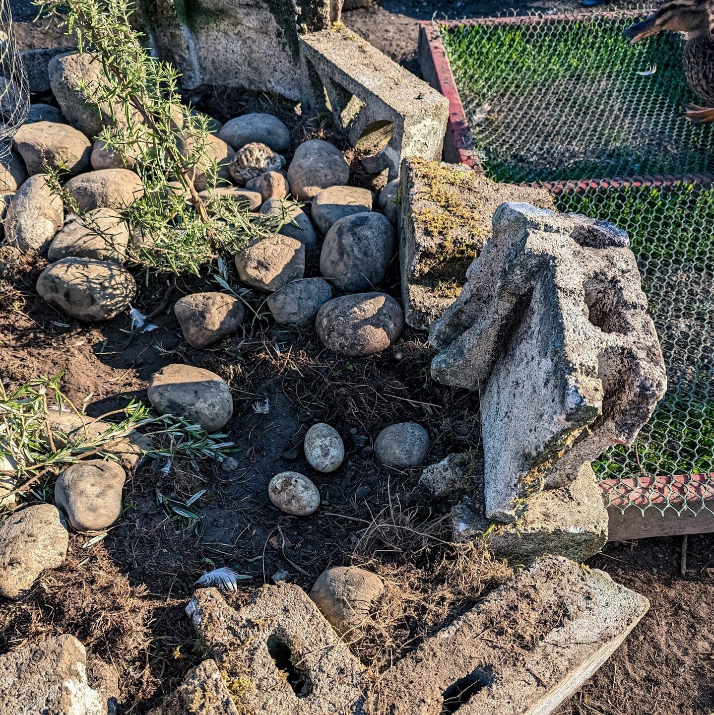 🎵 Two of these rocks are not like the others 🎵⁠
⁠
Sarah and Mack made adorable little rock gardens for the ducks to give them some greenery that they wouldn't eat (trialing a bunch of plants that are non-toxic but non-appetizing to waterfowl).⁠
⁠
T