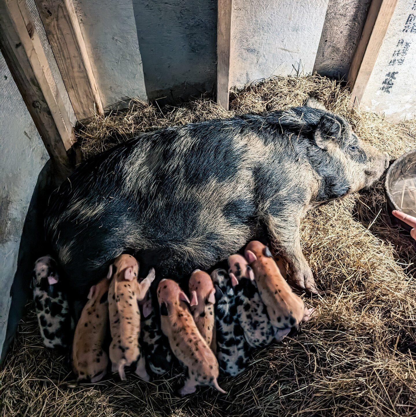 Happy Mother's Day to Friday, our newest mama and the only one to give birth at the sanctuary. Obviously we do everything we can to avoid making new babies because there are already more than enough animals that need rescuing. So the only way for the