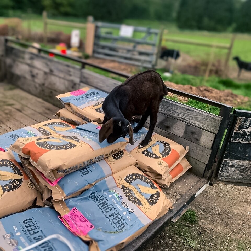 Lucy was very... uh... helpful with the food delivery 😅⁠
⁠
⁠
#farmsanctuary #animalsanctuary #rescue #friendsnotfood #herewithusnotforus #govegan #goveg #vegan #veganfortheanimals #animalsofinstagram #someonenotsomething #whidbeyisland⁠
#goats #goat