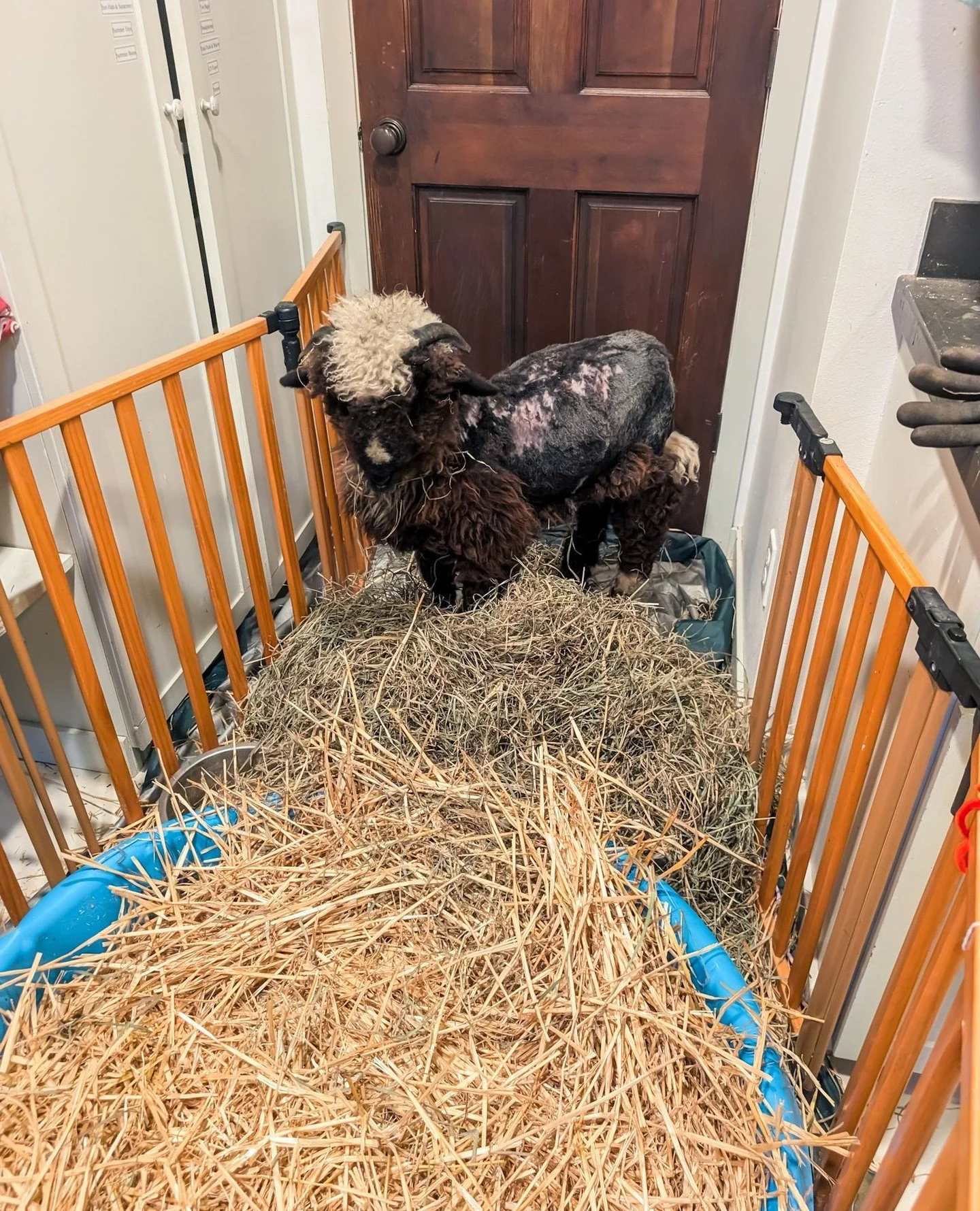 Dr. Sandi calls Limerick &quot;the sheep with 9 lives&quot; which is absolutely true. He's not even a year old and he's already used 3 so I don't like that burn rate... ⁠
⁠
👶🏽 1 week old: *gets a bad tummy ache*⁠
Limerick: &quot;That's fine, I'll j