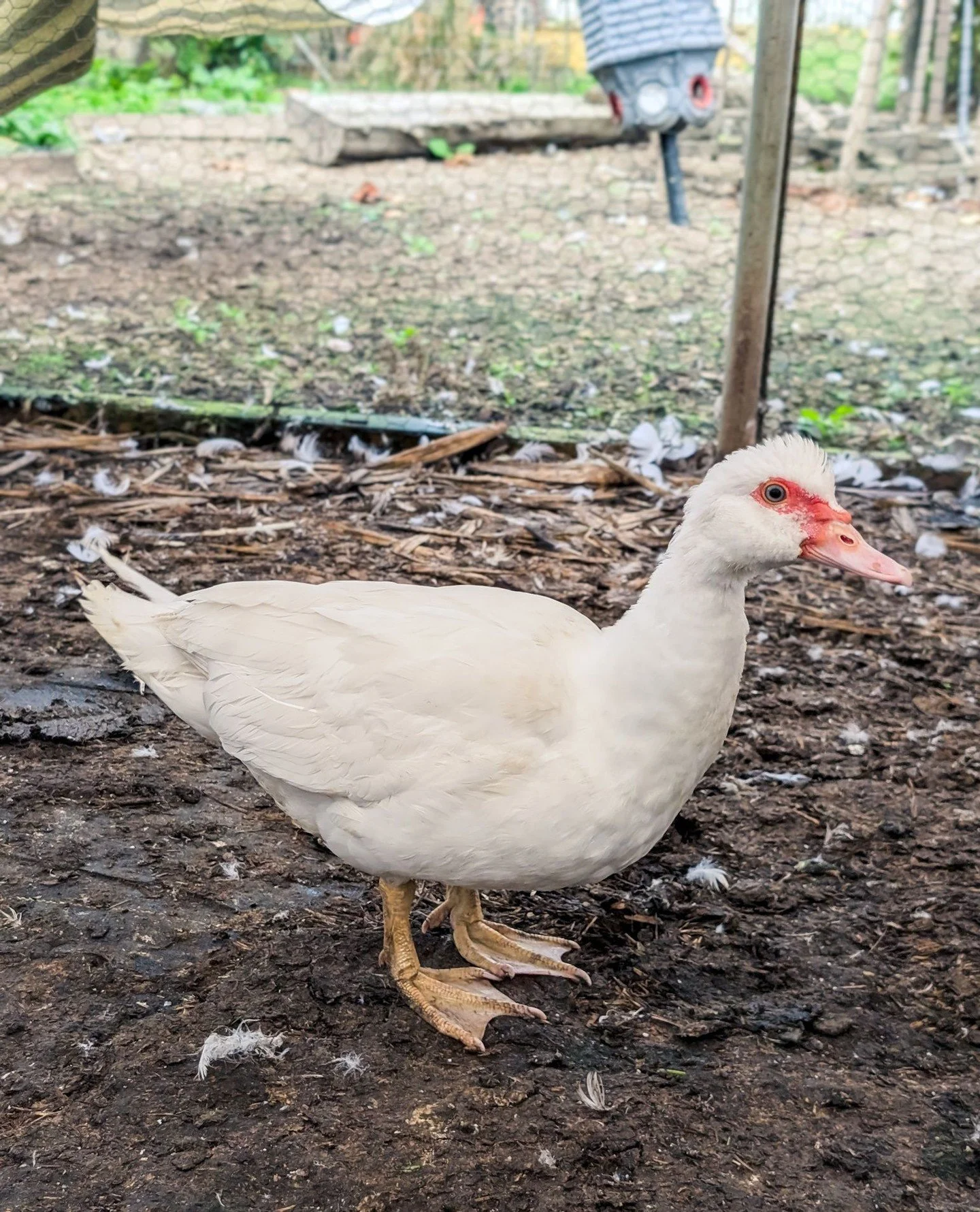 Welcome Strawberry! She's a female Muscovy duck who comes to us from Oregon where she was feral and living in a community pool (personally I'd pay extra to swim with ducks but I guess that's just me...)⁠
⁠
She joins our waterfowl flock with the geese