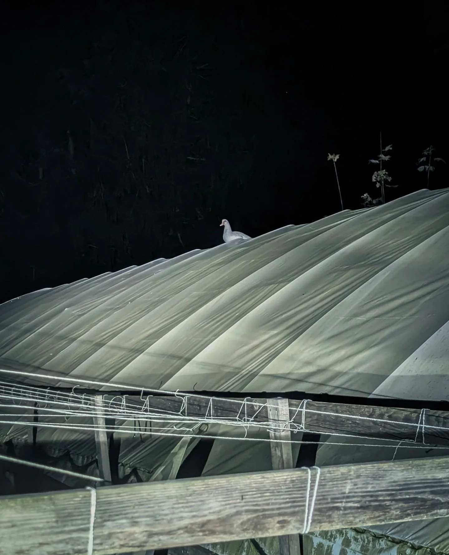 Oh Strawberry. Flying skills 8/10. Self-preservation skills: 0/10. At our first night loop we found her perched on the top of the tunnel like she was asking to be sacrificed to the owl gods 🤦🏽.⁠
⁠
She was safely returned to the ground and has since