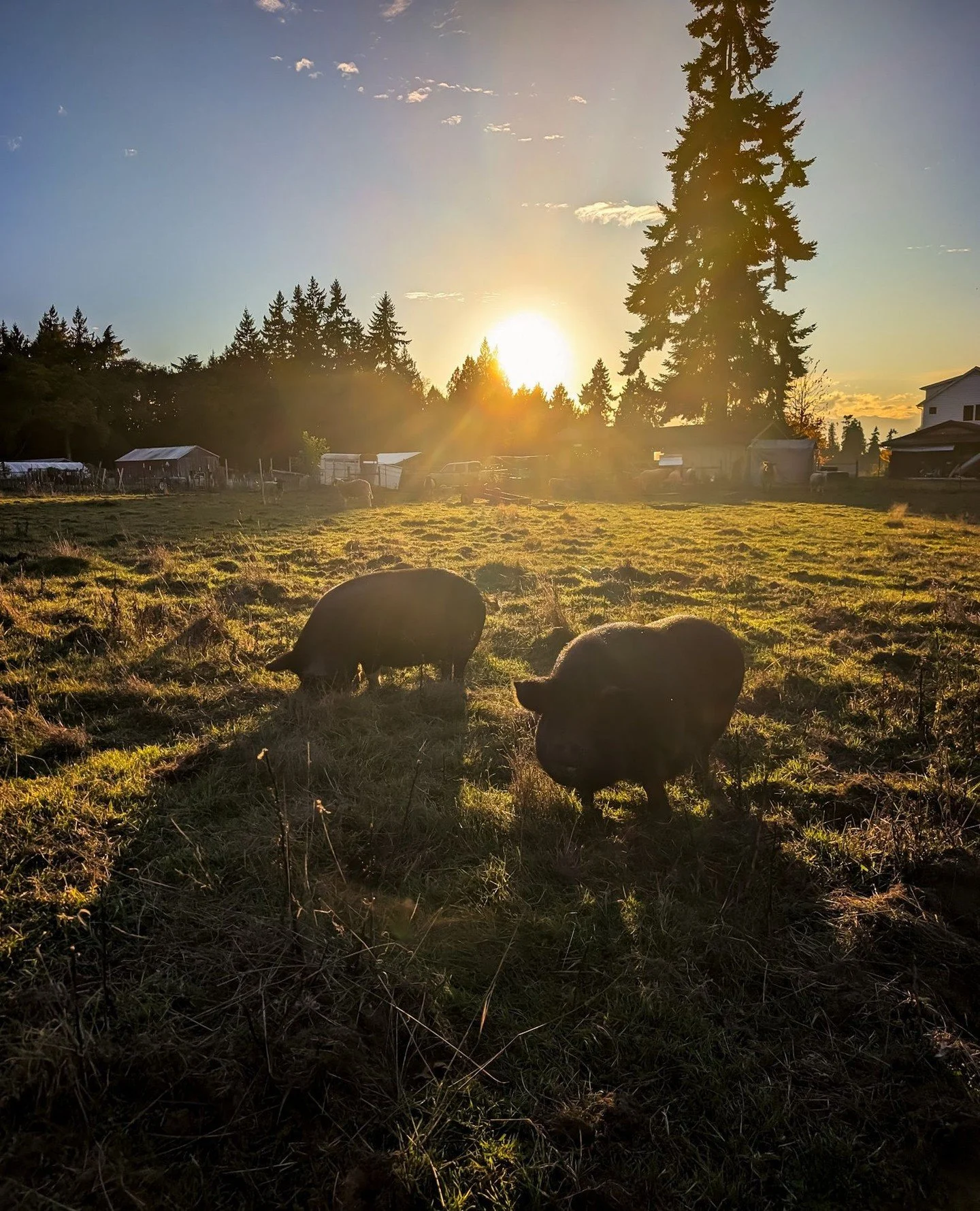 Piggies at sunset⁠
⁠
⁠
#farmsanctuary #animalsanctuary #rescue #friendsnotfood #herewithusnotforus #govegan #goveg #vegan #veganfortheanimals #animalsofinstagram #someonenotsomething #whidbeyisland⁠
#pigs #pigsofinstagram⁠
⁠
(Posted by @anstosa)