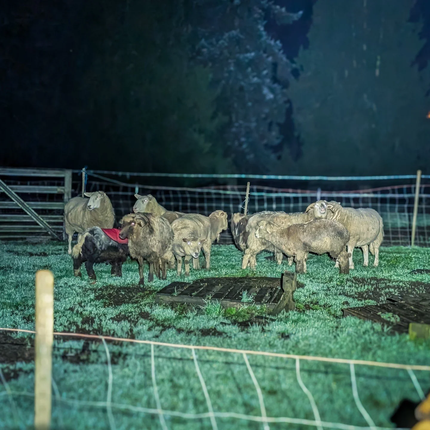 I couldn't hear anything at night loop but obviously the animals did because they sheep all circled up together and Ash left my side a sprinted into the dark.⁠
⁠
⁠
#farmsanctuary #animalsanctuary #rescue #friendsnotfood #herewithusnotforus #govegan #