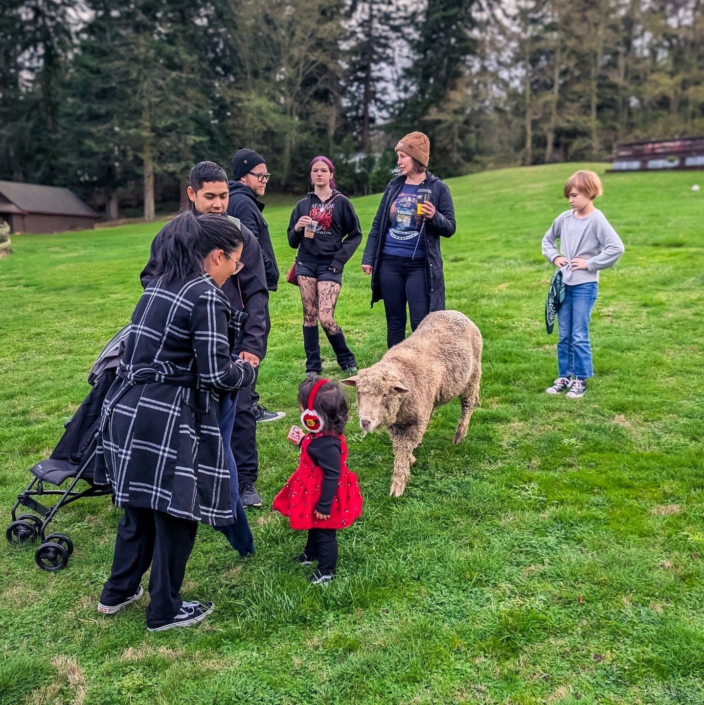 Wicklow had his first trial run as a potential ambassador animal.⁠
⁠
🥰 Friendliness with humans: 10/10⁠
👮🏽 Respect for fences: 2/10⁠
⁠
You'll probably see him at the fair next year because they have great fencing for us, but he's definitely not a 