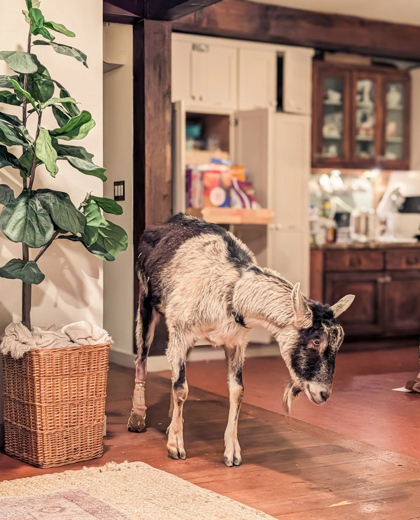 Given the condition of our ICU patients we haven't even bothered closing the doors all the time, but Grout wandered into the living room while Gwen and I were having breakfast so I think we may have to be more diligent with the doors 😂⁠
⁠
⁠
#farmsan