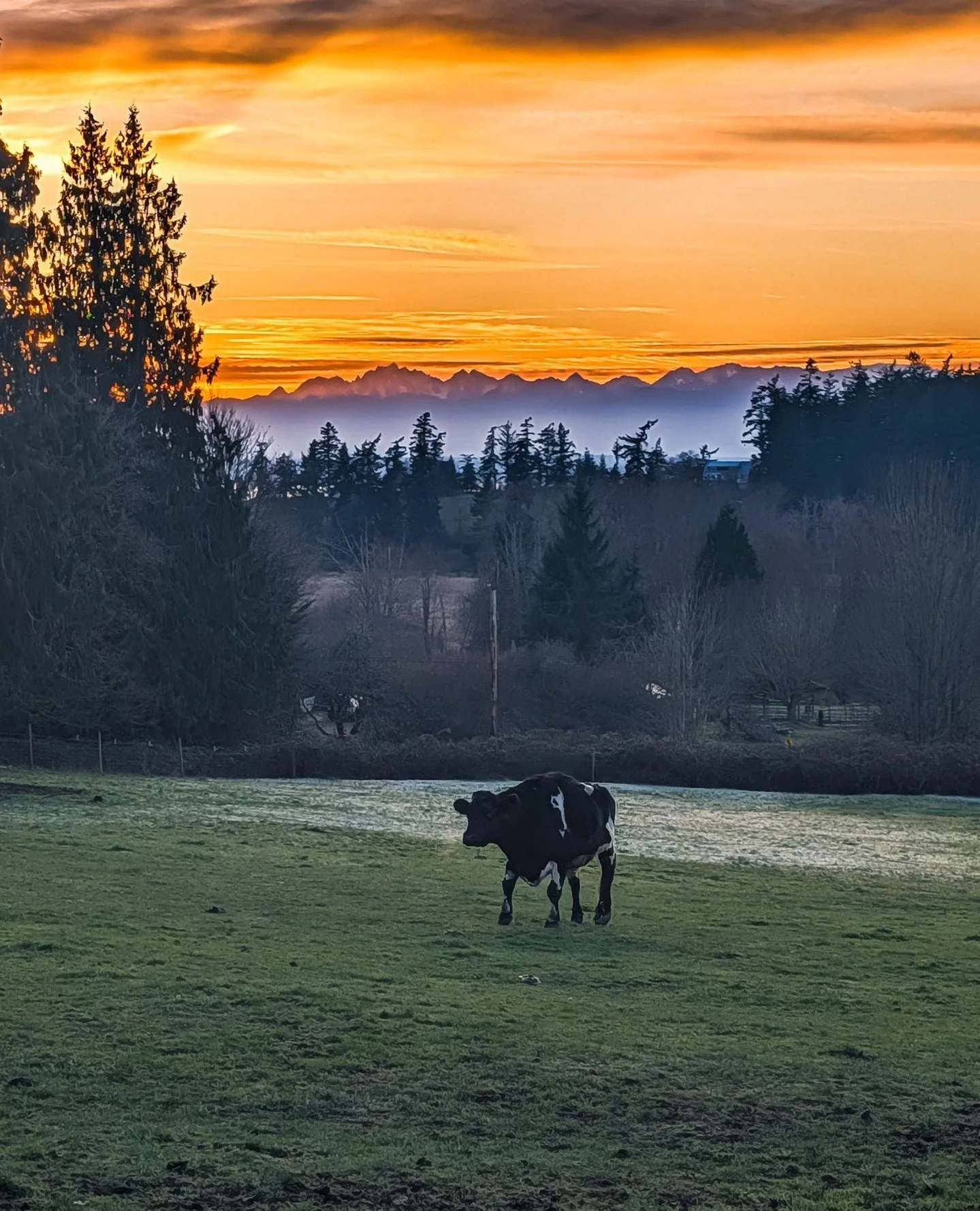 Archie walking up the frosty hill at sunset⁠
⁠
⁠
#farmsanctuary #animalsanctuary #rescue #friendsnotfood #herewithusnotforus #govegan #goveg #vegan #veganfortheanimals #animalsofinstagram #someonenotsomething #whidbeyisland⁠
#cows #cowssofinstagram #