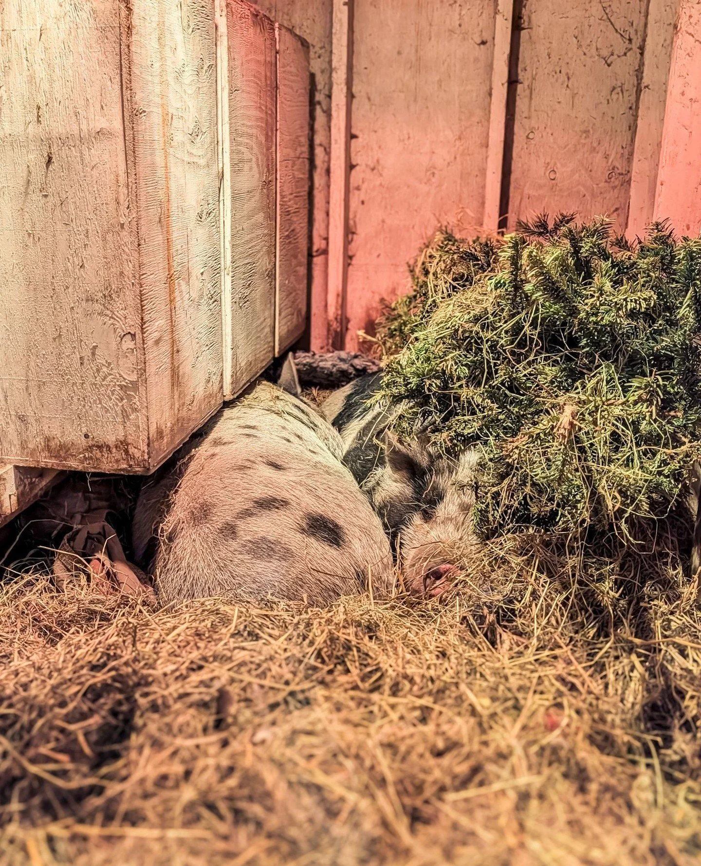 I tried to congratulate someone on the good idea of putting a tree in Petunia and O'Malley's room... but nobody did that! They put out trees for the chickens and the pigs grabbed out of it, dragged it into the chicken coop and then through a second d