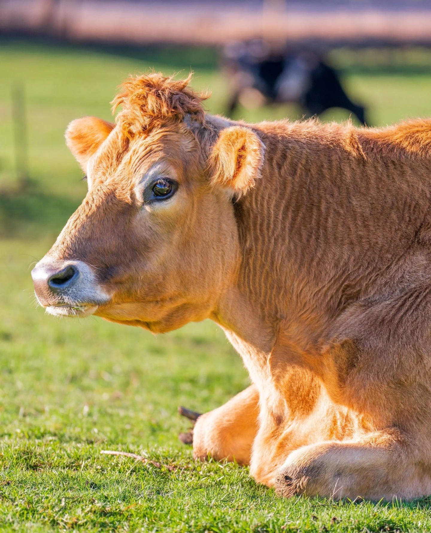 Rez in the sun. Look how handsome he is!⁠
⁠
📷 @rafalski⁠
⁠
⁠
#farmsanctuary #animalsanctuary #rescue #friendsnotfood #herewithusnotforus #govegan #goveg #vegan #veganfortheanimals #animalsofinstagram #someonenotsomething #whidbeyisland⁠
#cows #cowss