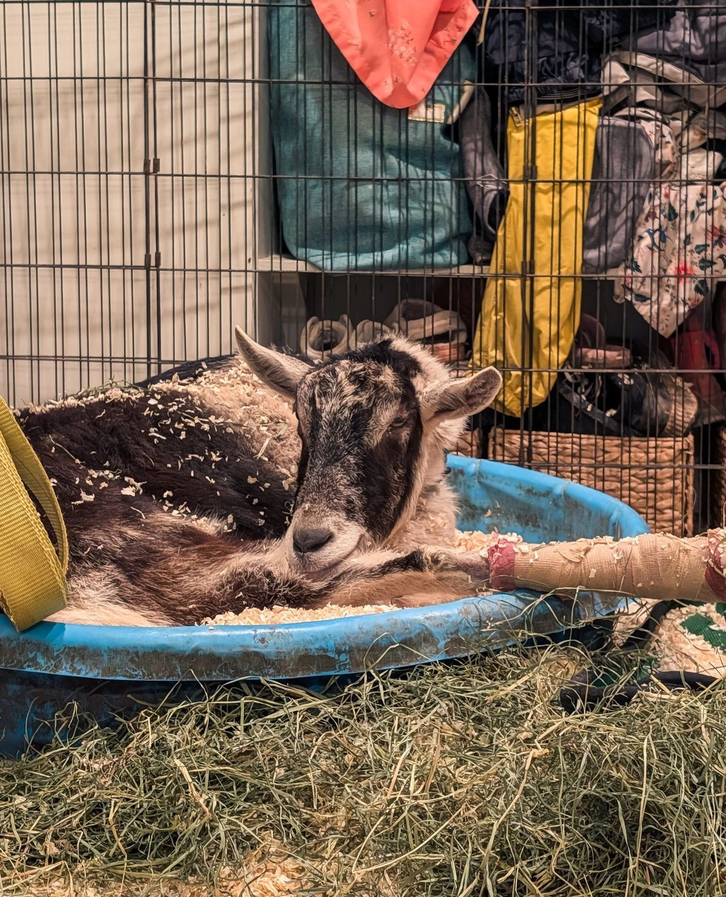 Grout continues his road to recovery and seems to be really enjoying being a house goat 😂⁠
⁠
⁠
#farmsanctuary #animalsanctuary #rescue #friendsnotfood #herewithusnotforus #govegan #goveg #vegan #veganfortheanimals #animalsofinstagram #someonenotsome