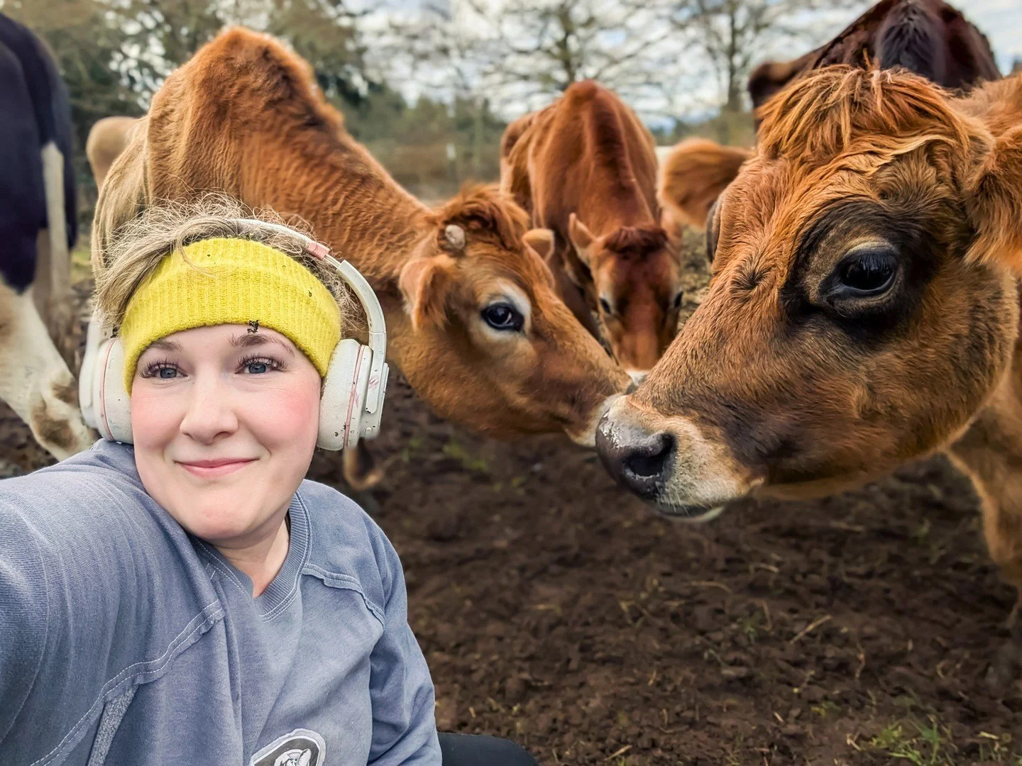 Happy Sunday, the Jersey's are out! 🐮🐮🐮⁠
⁠
⁠
#farmsanctuary #animalsanctuary #rescue #friendsnotfood #herewithusnotforus #govegan #goveg #vegan #veganfortheanimals #animalsofinstagram #someonenotsomething #whidbeyisland⁠
#cows #cowssofinstagram #p