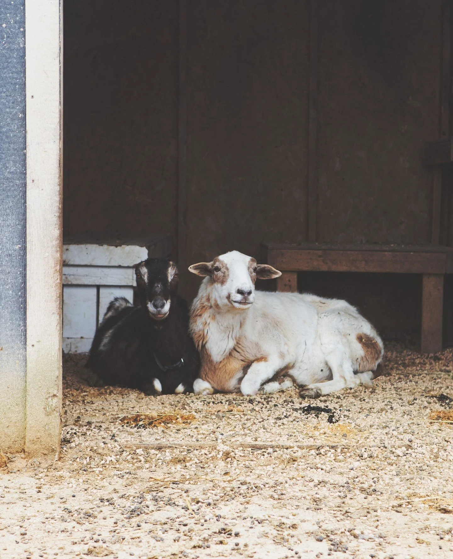 Miss Buttons and Derry. We normally don't mix sheep and goats but these two were rescued together and we can't break them up 🥹⁠
⁠
📷 @niatakesphotos⁠
⁠
⁠
#farmsanctuary #animalsanctuary #rescue #friendsnotfood #herewithusnotforus #govegan #goveg #ve