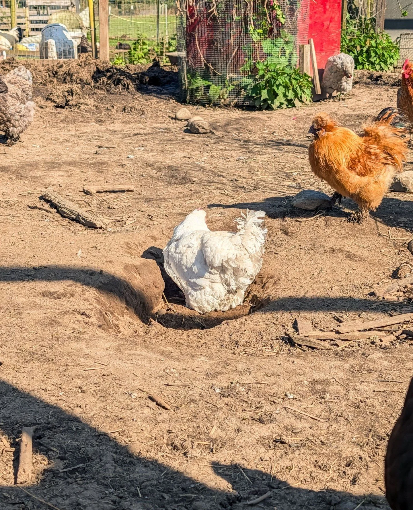 First outdoor dust bath of the season! The chickens have a tiny shed with sand so they can take dust baths through the winter but nothing hits quite like the real thing...⁠
⁠
⁠
#farmsanctuary #animalsanctuary #rescue #friendsnotfood #herewithusnotfor
