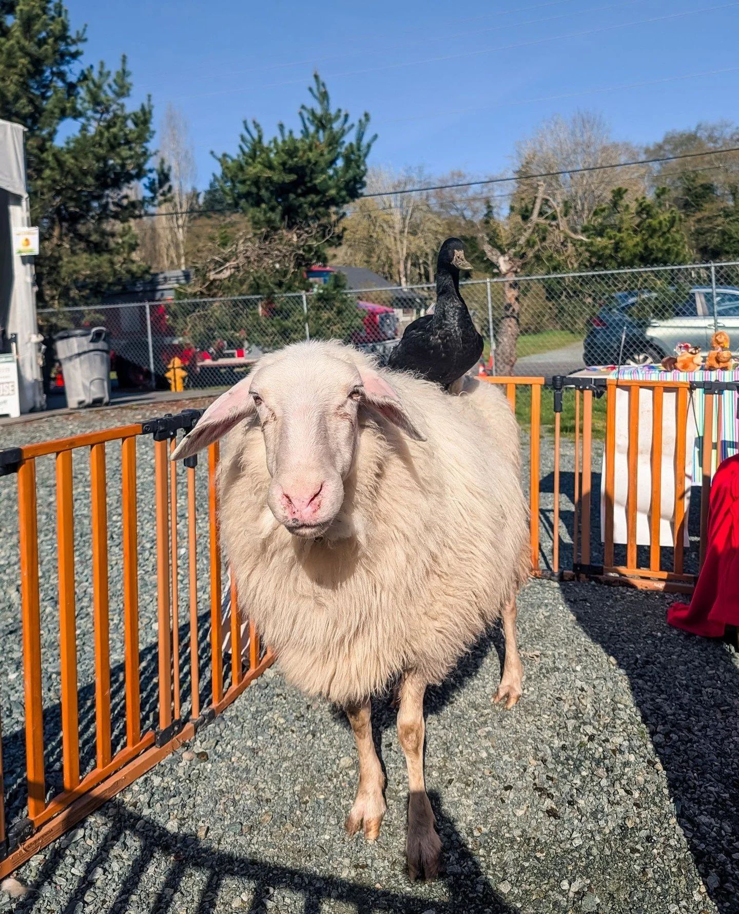 We tested three new ambassadors at the Clinton Easter Egg Hunt this weekend.⁠
Opal duckie: Beautiful work, best duck.⁠
Baby Bo: Star of the show, no notes.⁠
Mama Freya: Very intimidated by Opal and tried to headbutt her. Opal had to sit in a spot whe