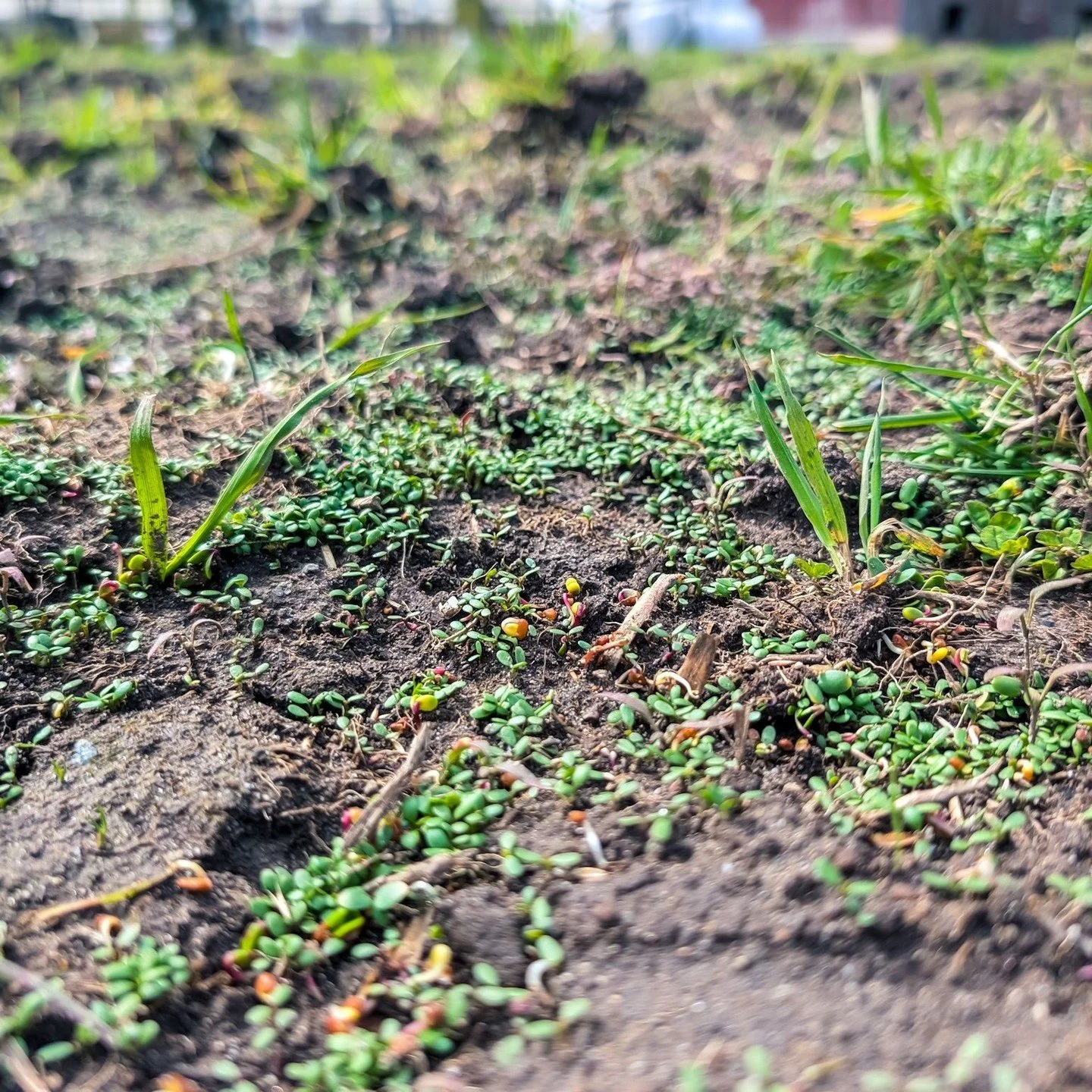 The clover Gwen and I planted is sprouting! 🌱⁠
⁠
⁠
#farmsanctuary #animalsanctuary #rescue #friendsnotfood #herewithusnotforus #govegan #goveg #vegan #veganfortheanimals #animalsofinstagram #someonenotsomething #whidbeyisland⁠
⁠
(Posted by @anstosa)