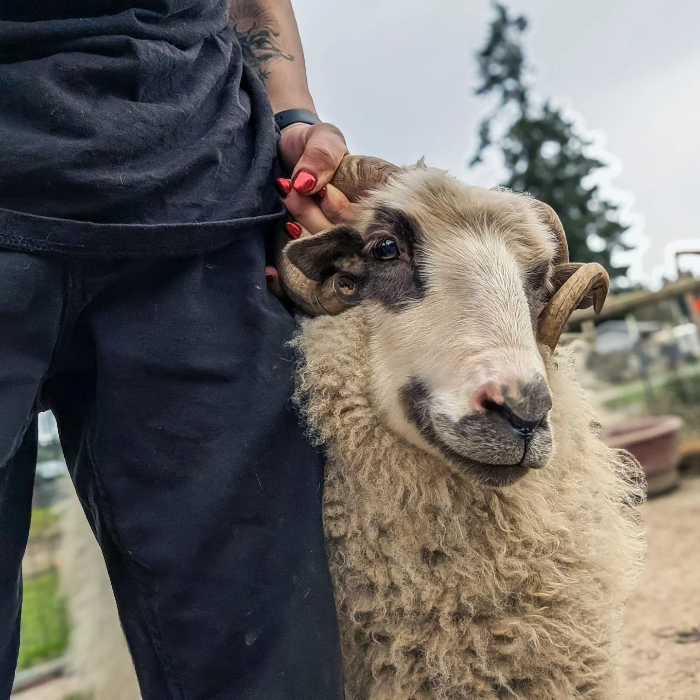 Sometimes Blasket is a very good host. Sometimes Blasket tries to take kneecaps and souvenirs. Just gotta figure out which mood so you can give him a restraint cuddle if needed 🤷🏽⁠
⁠
⁠
#farmsanctuary #animalsanctuary #rescue #friendsnotfood #herewi
