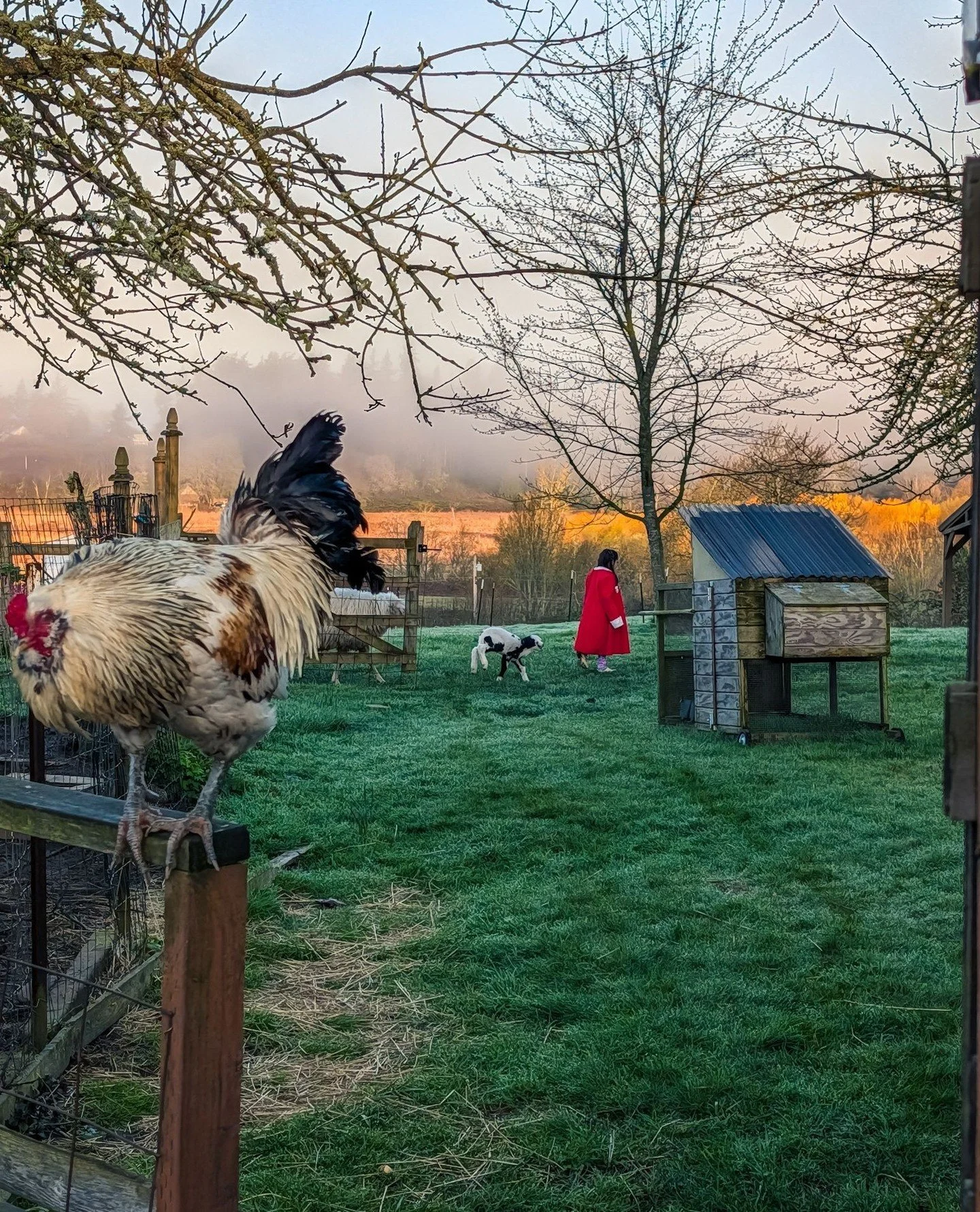 Gwen: Heading back inside after feeding Bo and letting them out for the day⁠
Bo: Trying to go back in with Gwen⁠
Freya: Anxiously following Bo⁠
Ebey: About to scream in my ear⁠
⁠
⁠
#farmsanctuary #animalsanctuary #rescue #friendsnotfood #herewithusno
