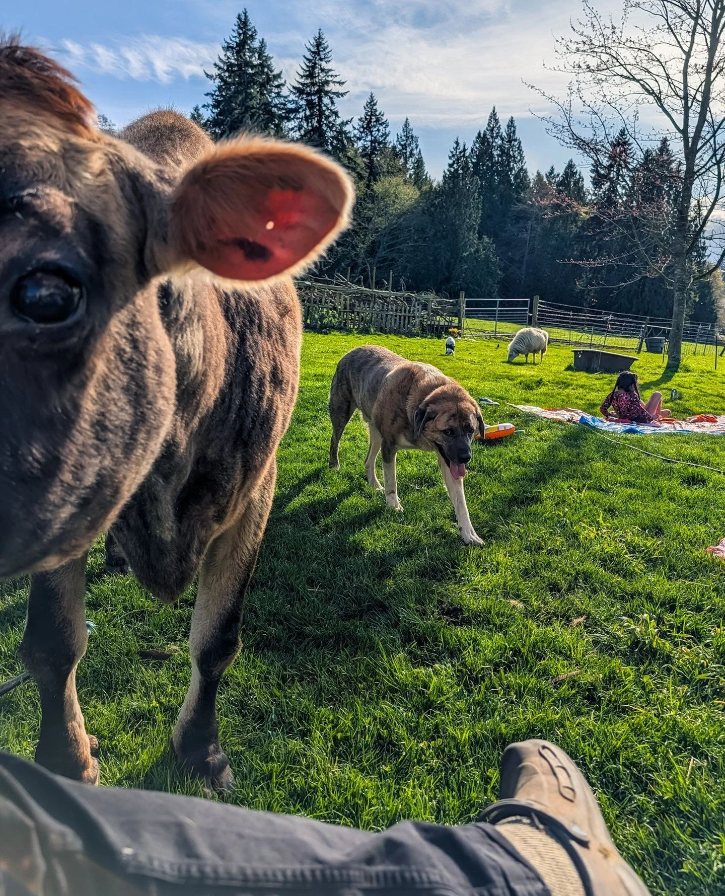Another sign of spring: Gwen set up the slip-n-slide! There are a couple other things going on in this picture 🫣⁠
⁠
⁠
#farmsanctuary #animalsanctuary #rescue #friendsnotfood #herewithusnotforus #govegan #goveg #vegan #veganfortheanimals #animalsofin