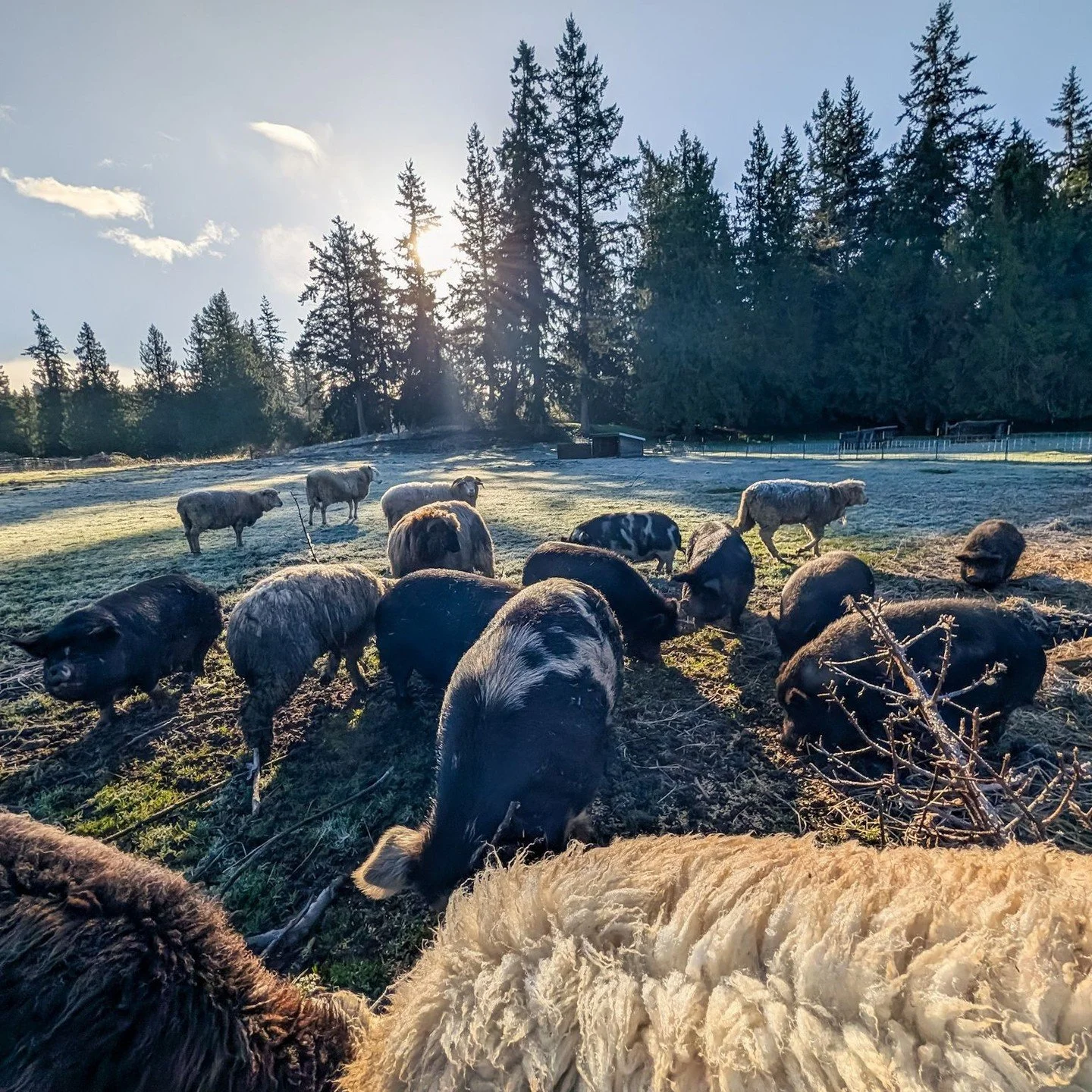 The sheep and the pigs spend most of the day apart, but they do come together for breakfast.⁠
⁠
⁠
#farmsanctuary #animalsanctuary #rescue #friendsnotfood #herewithusnotforus #govegan #goveg #vegan #veganfortheanimals #animalsofinstagram #someonenotso