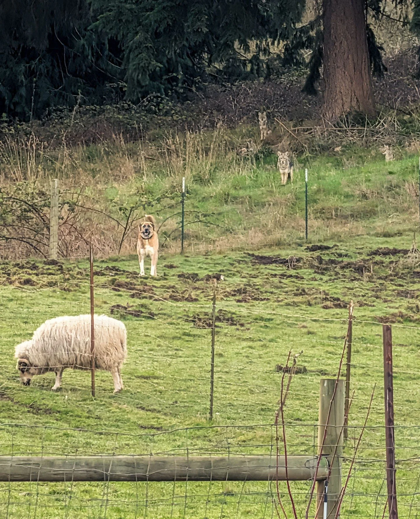 3 coyotes: is this cafeteria open?⁠
Ash: NO. Did I do good, dad?⁠
Blasket: Completely unbothered. 100% trust in Ash