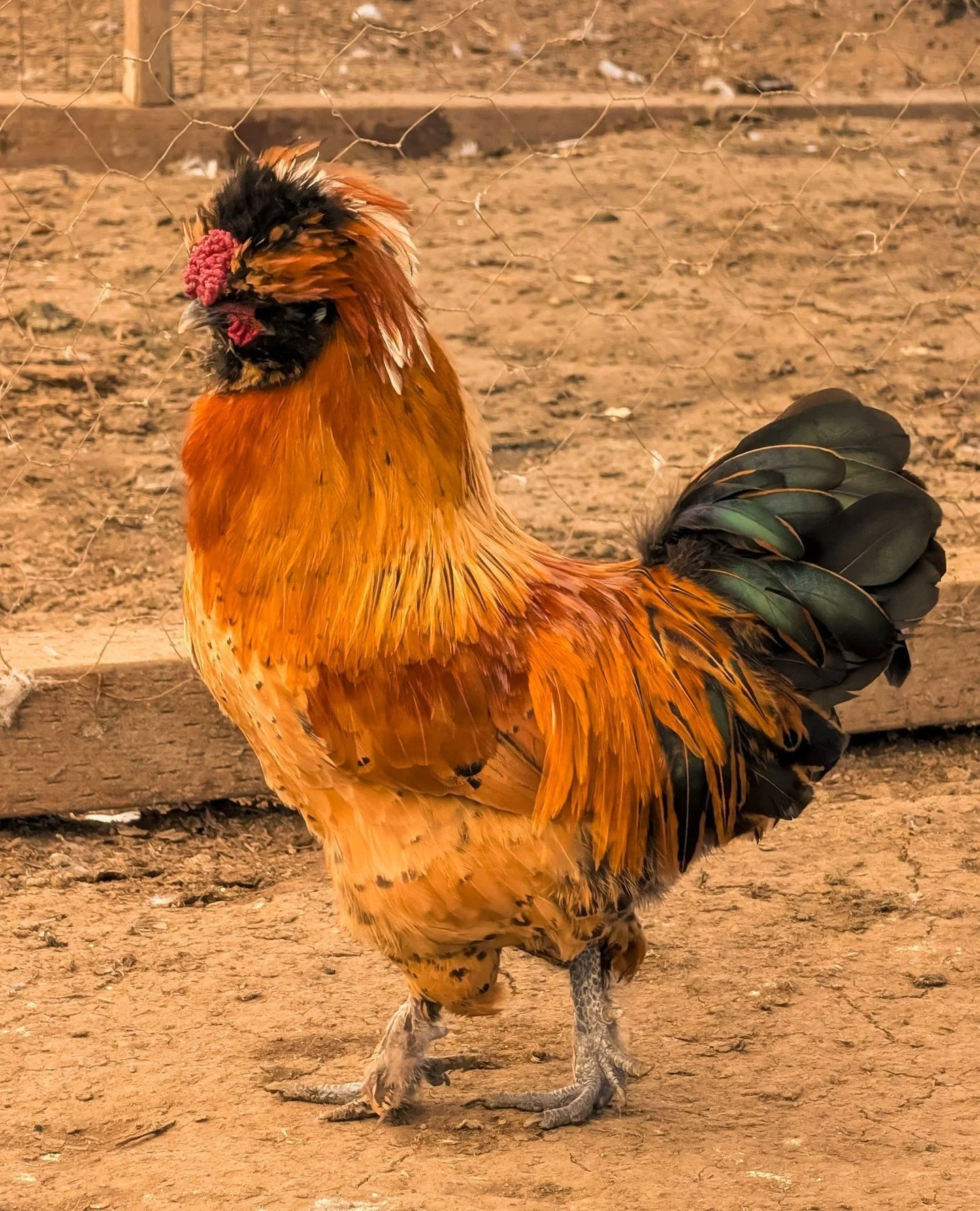Frank, Bus stop, and PomPom are all grown up and they are WILD looking. For sure a silkie dad, but we have no idea who he knocked up to make these. My bet is that it was one of the orange silkies and Silvia the white polish crested hen.⁠
⁠
⁠
#farmsan