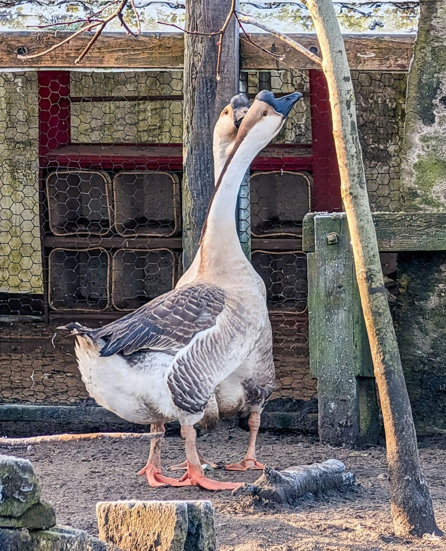 Welcome Daisy and Duke! These two sweeties have been with us for a couple weeks. A beloved pair from a family that is moving and isn't allowed to have geese at the new property. These two have settled in just fine and started making friends with a co