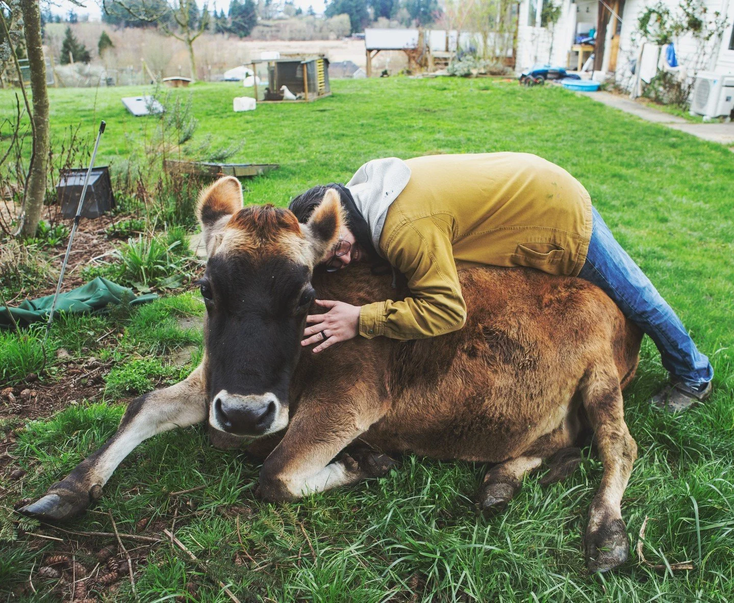 Happy Sunday! Hug a cow.⁠
⁠
📷 @niatakesphotos⁠
⁠
⁠
#farmsanctuary #animalsanctuary #rescue #friendsnotfood #herewithusnotforus #govegan #goveg #vegan #veganfortheanimals #animalsofinstagram #someonenotsomething #whidbeyisland⁠
#cows #cowssofinstagra