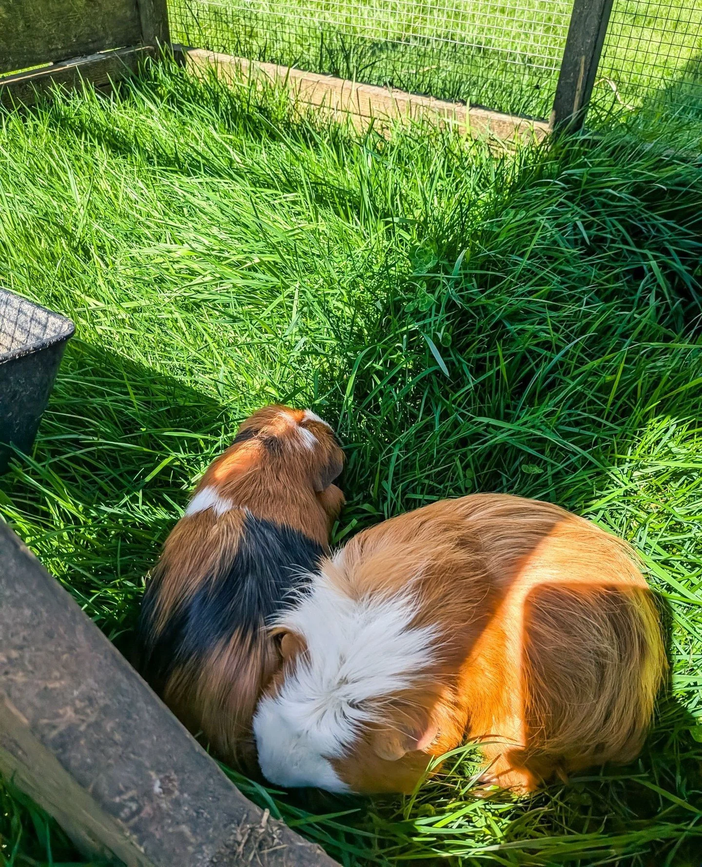 Piggies in the sun! The chicken tractor is currently vacant (it's the one we use for quarantine when new chickens arrive or chickens need to be separated temporarily) so we're using it as safe outdoor play space for the guinea pigs on sunny days. The